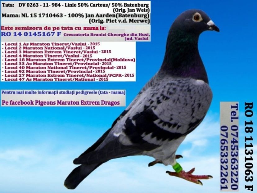 RO 181131063 F Pret 200 Lei negociabil  + transportul - PENTRU POSTAT SI REPOSTAT