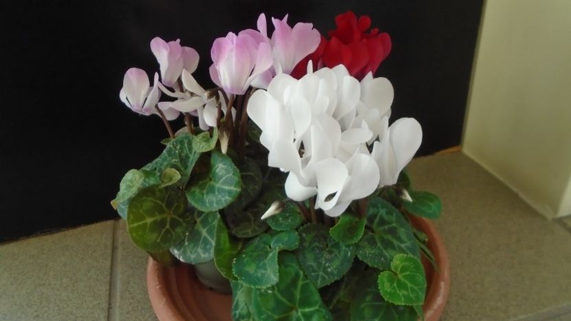 Ian. 2023 - Cyclamen persicum - v Iarna 2021-2022-2023