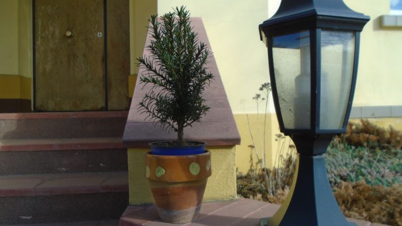 Ian. 2023 - Tisa hicksii (Taxus media Hicksii) - v Iarna 2021-2022-2023