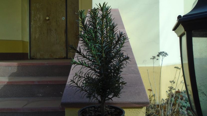 Ian. 2023 - Tisa hicksii (Taxus media Hicksii) - v Iarna 2021-2022-2023