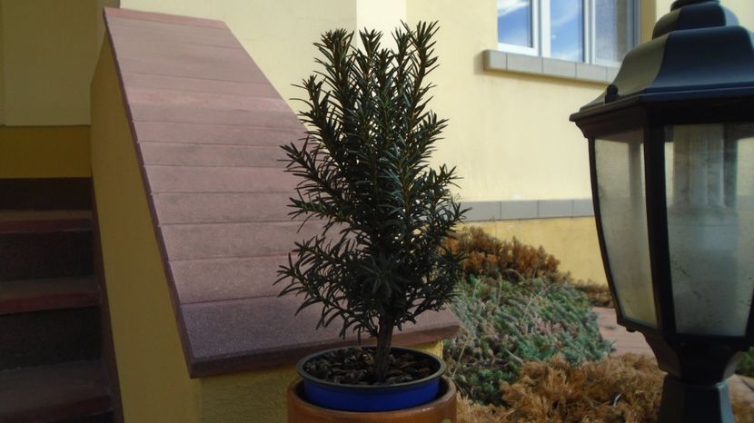 Ian. 2023 - Tisa hicksii (Taxus media Hicksii) - v Iarna 2021-2022-2023