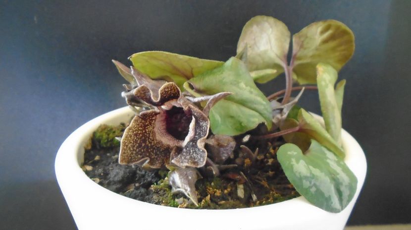 Ian. 2023 - Asarum splendens (Wild ginger), China, Japonia (-20C) - v Iarna 2021-2022-2023