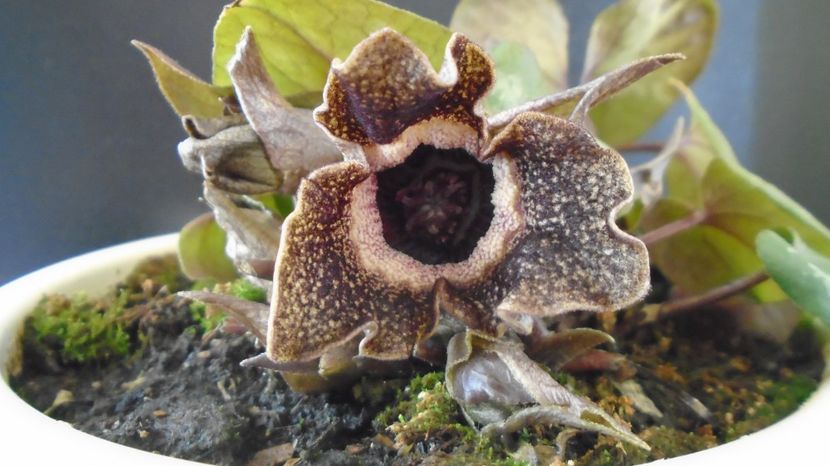 Asarum splendens (Wild ginger), China, Japonia (-20C) - v Iarna 2021-2022-2023