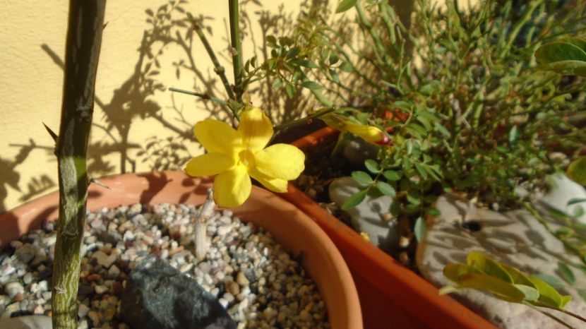 Ian. 2023 - Iasomie de iarna (Jasminum nudiflorum), Nordul Chinei, (-18C) - v Iarna 2021-2022-2023