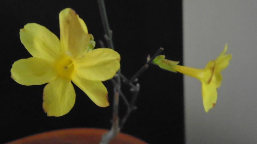 Ian. 2023 - Iasomie de iarna (Jasminum nudiflorum), Nordul Chinei, (-18C) - v Iarna 2021-2022-2023