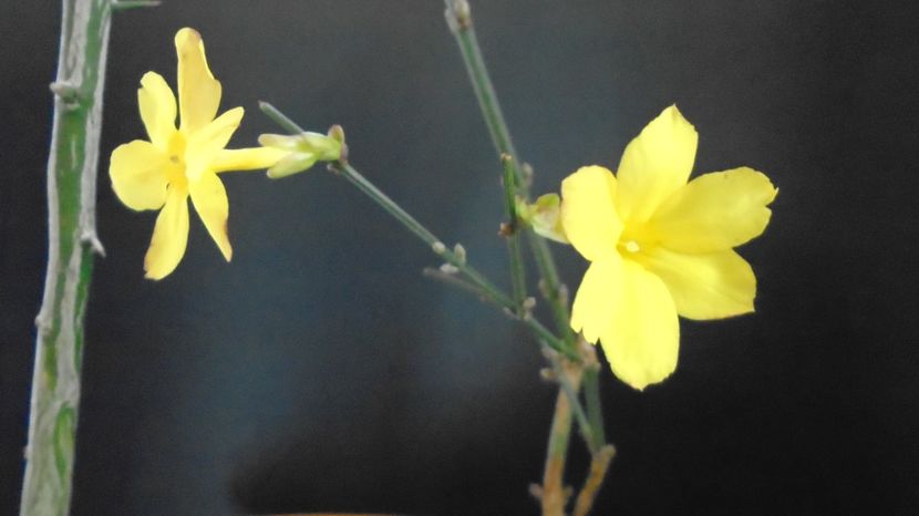 Ian. 2023 - Iasomie de iarna (Jasminum nudiflorum), Nordul Chinei, (-18C) - v Iarna 2021-2022-2023