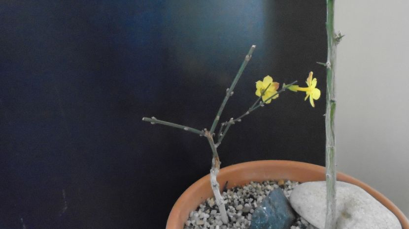 Ian. 2023 - Iasomie de iarna (Jasminum nudiflorum), Nordul Chinei, (-18C) - v Iarna 2021-2022-2023