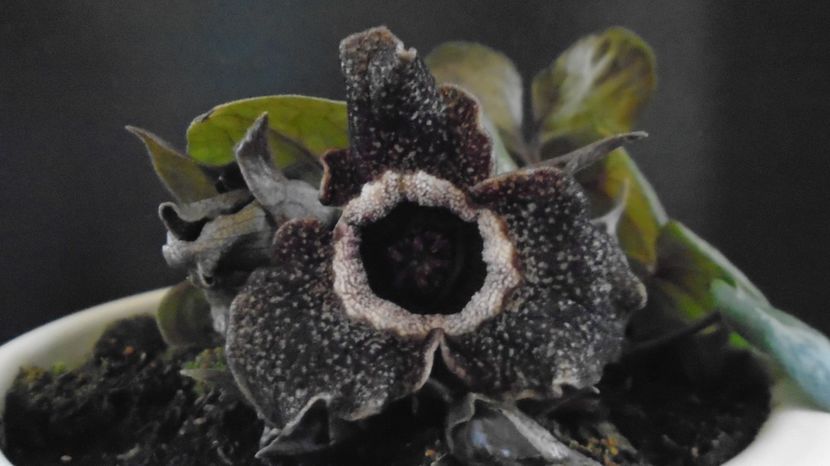 Asarum splendens (Wild ginger), China, Japonia (-20C) - v Iarna 2021-2022-2023