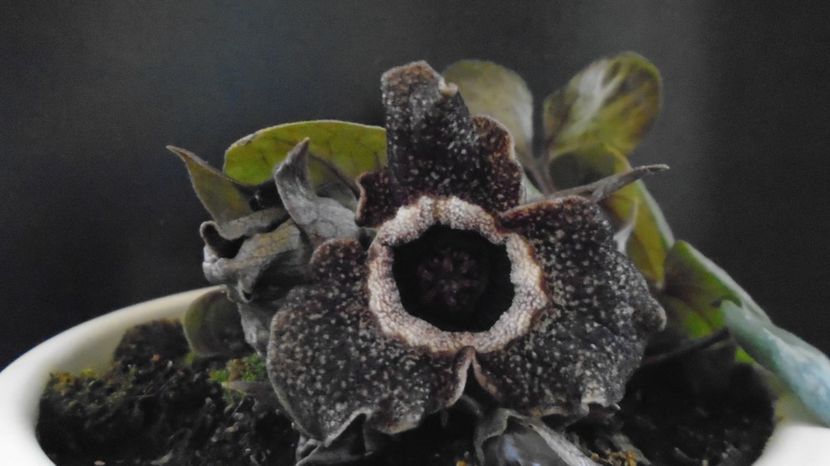 Asarum splendens (Wild ginger), China, Japonia (-20C) - v Iarna 2021-2022-2023