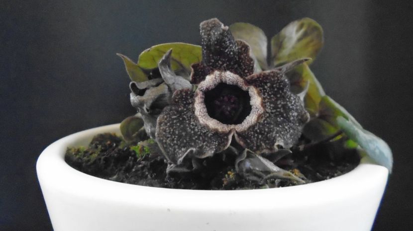Asarum splendens (Wild ginger), China, Japonia (-20C) - v Iarna 2021-2022-2023