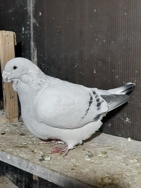 Mario 2019 - VOIAJOR ROMANESC DE FRUMUSETE MASCULI