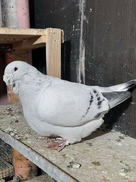 Mario 2019 - VOIAJOR ROMANESC DE FRUMUSETE MASCULI