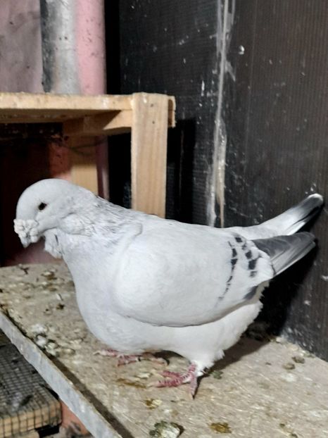 Mario 2019 - VOIAJOR ROMANESC DE FRUMUSETE MASCULI