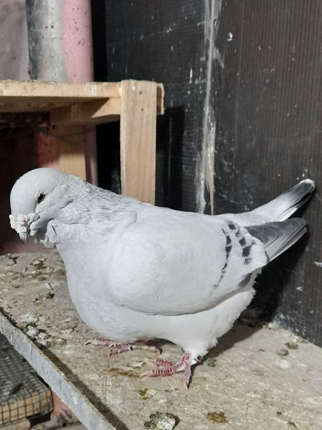 Mario 2019 - VOIAJOR ROMANESC DE FRUMUSETE MASCULI