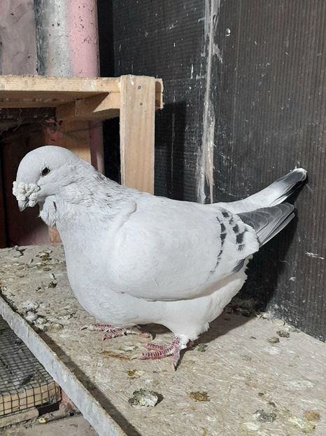 Mario 2019 - VOIAJOR ROMANESC DE FRUMUSETE MASCULI