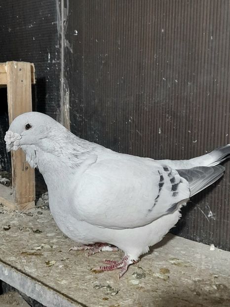 Mario 2019 - VOIAJOR ROMANESC DE FRUMUSETE MASCULI