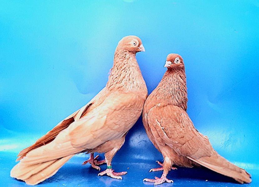 Perechea  31 - B - Perechi 2023