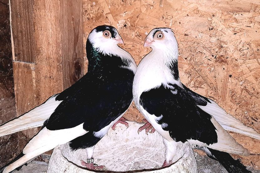 Perechea  29 - B - Perechi 2023