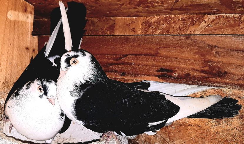 Perechea  21 - B - Perechi 2023