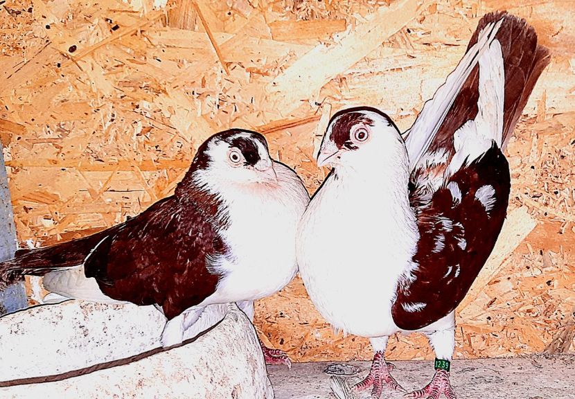 Perechea  49 - B - Perechi 2023