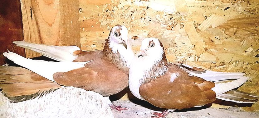 Perechea  43 - B - Perechi 2023