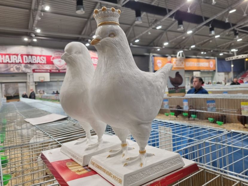 TROFEE RASA KING - EXPOZIȚIE HU DABAS 2023
