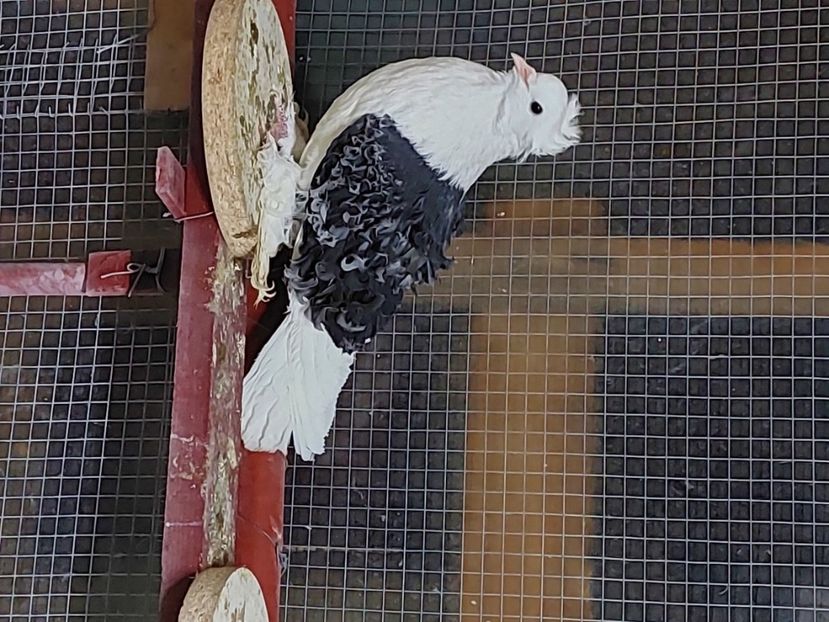  - Creti Francezi Capaciti