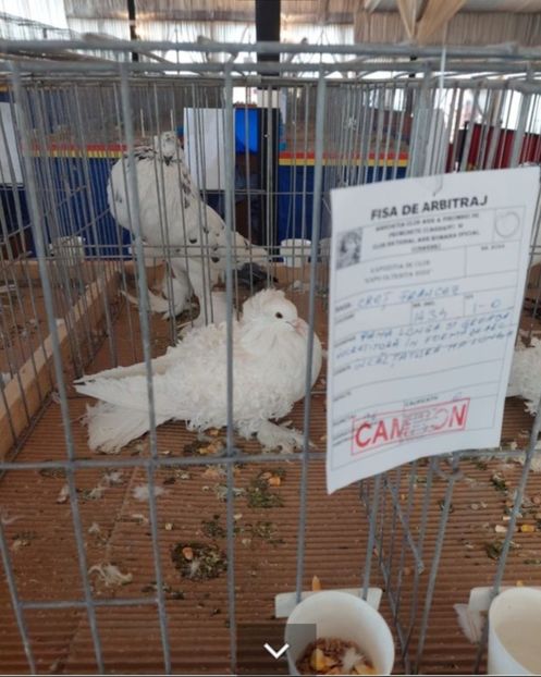 Screenshot_20221121-123234_Chrome - CRETI FRANCEZI ALBI