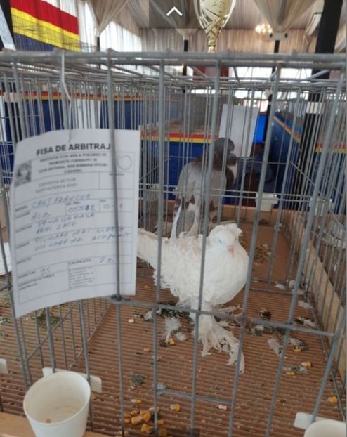 Screenshot_20221121-123231_Chrome - CRETI FRANCEZI ALBI