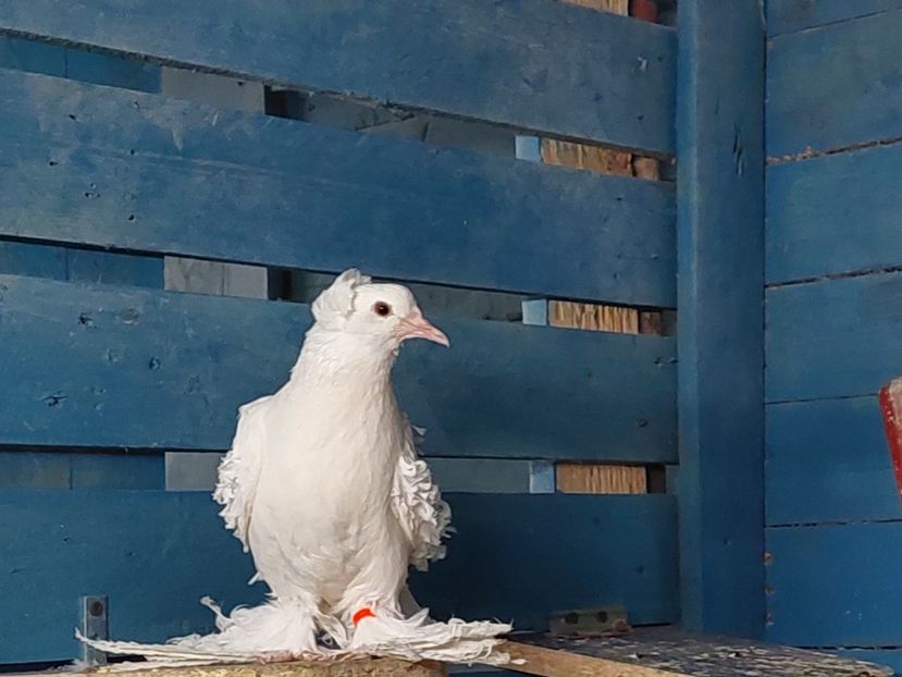  - CRETI FRANCEZI ALBI