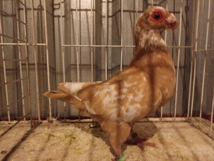  - L 3 _ tineret 2022