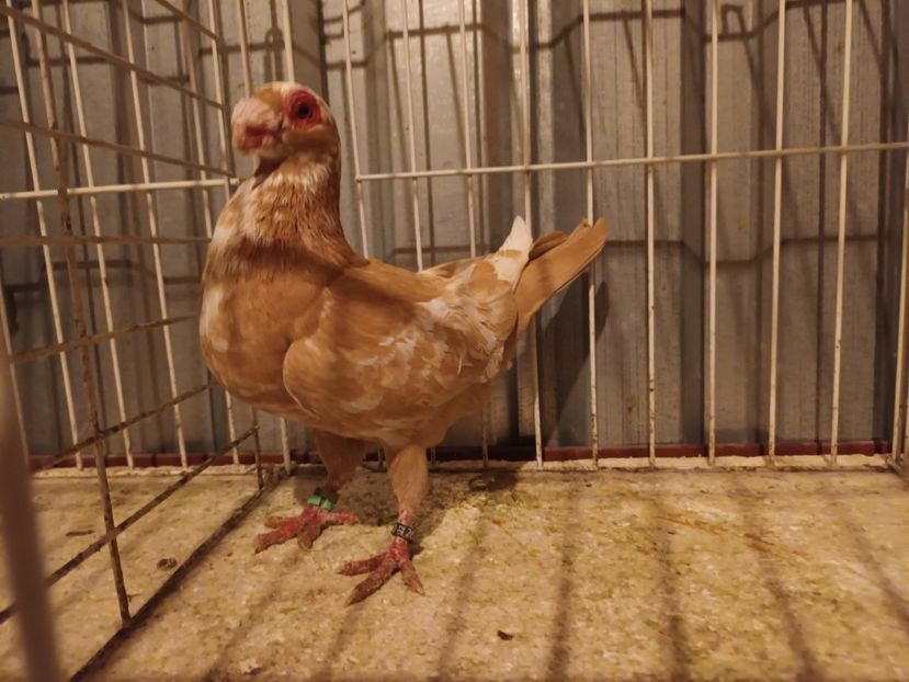  - L 3 _ tineret 2022