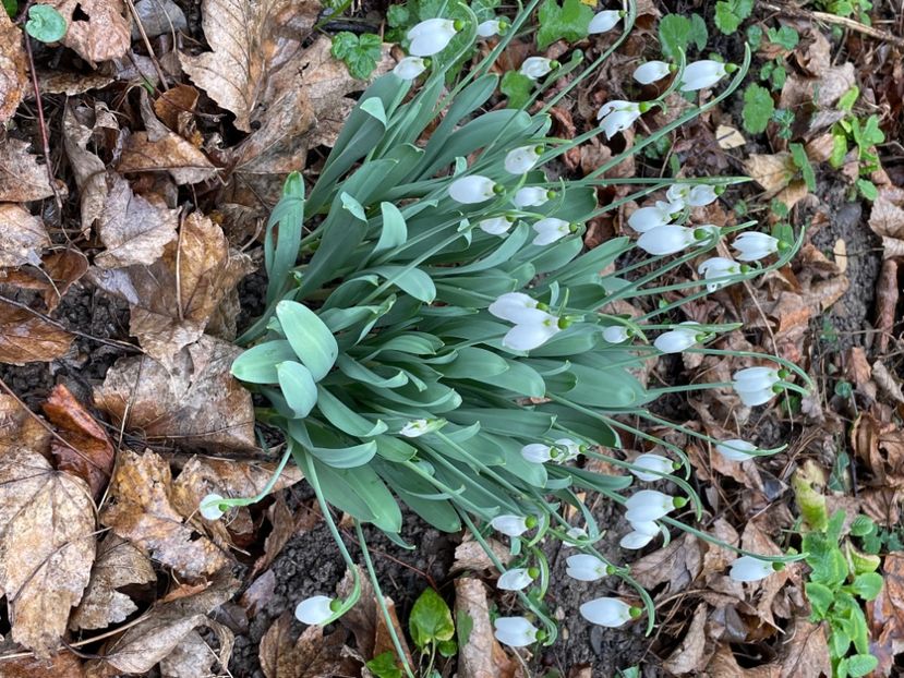 A1A60FD0-2002-4491-8C95-AEBEE233EDE7 - FLORILE PRIMAVERII