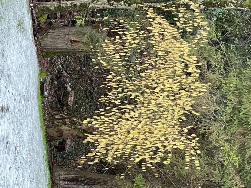 35B0954B-D396-4F80-BF0A-695CC91BA38F - ARBORII IN FLOARE