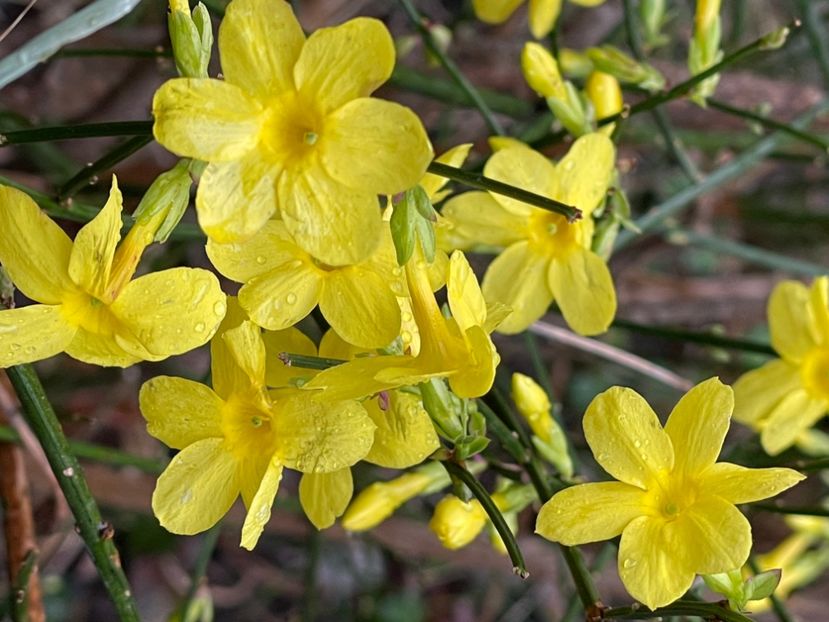 398F7822-C2C1-4E01-90F6-62AB85AC0DEB - ARBORII IN FLOARE