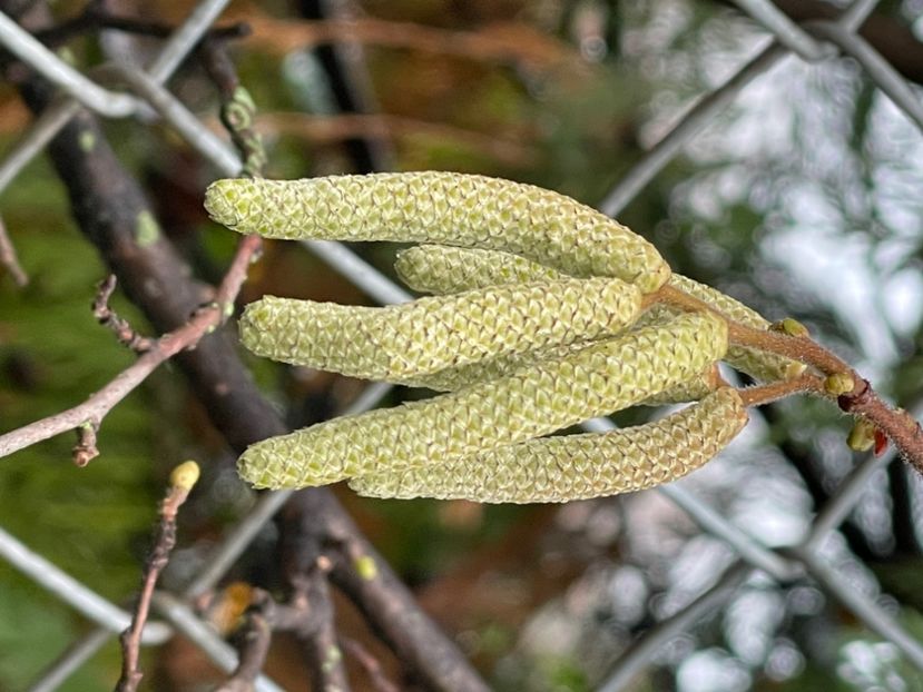 9FDA7463-AEE1-45C2-ABAF-DEA1006DD468 - ARBORII IN FLOARE