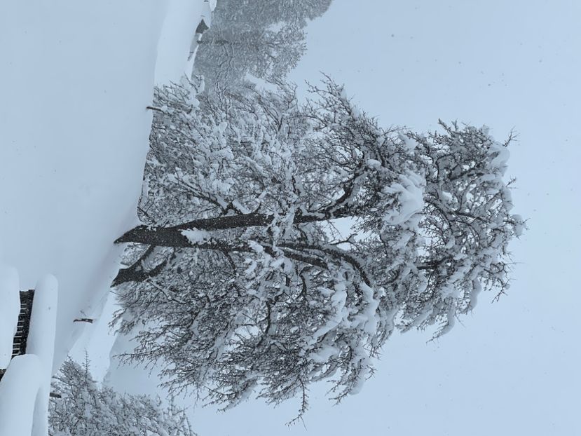 A9C68186-D3FB-42CC-9515-A4F9C08530BA - IARNA