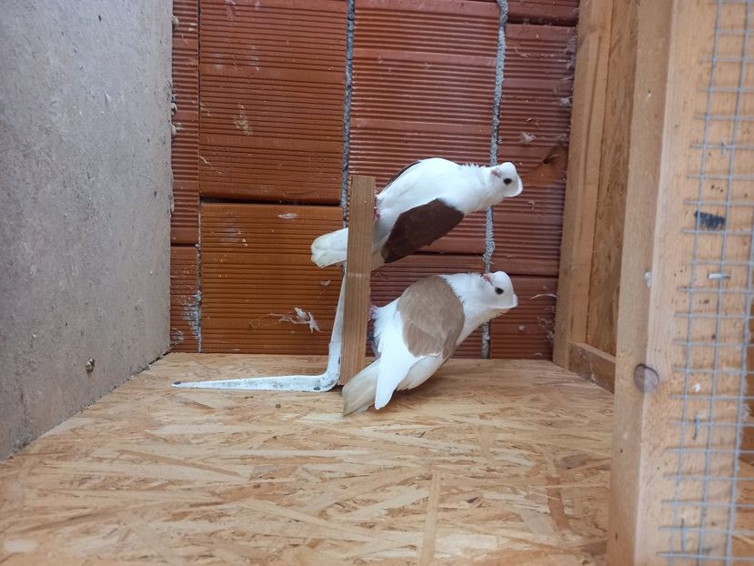  - 7 PESCĂRUȘI GERMANI TIP VECHI