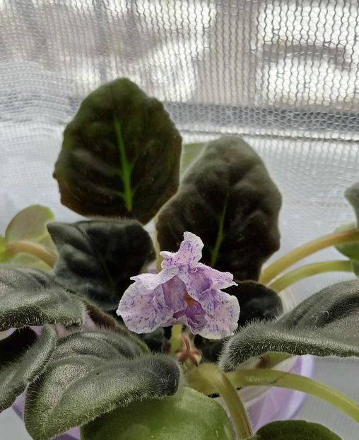 O frumusete! - Violete