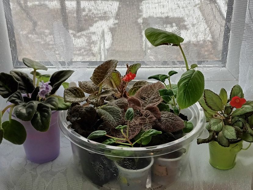  - Episcia