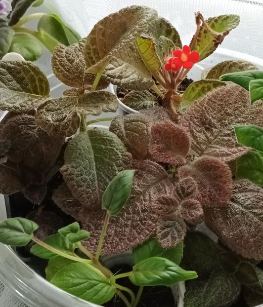  - Episcia