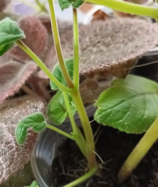  - Achimenes si alte gesneriaceae - la studiat