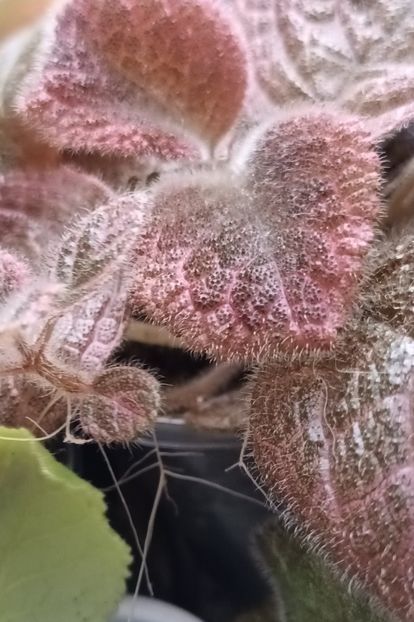 Episcia - Achimenes si alte gesneriaceae - la studiat