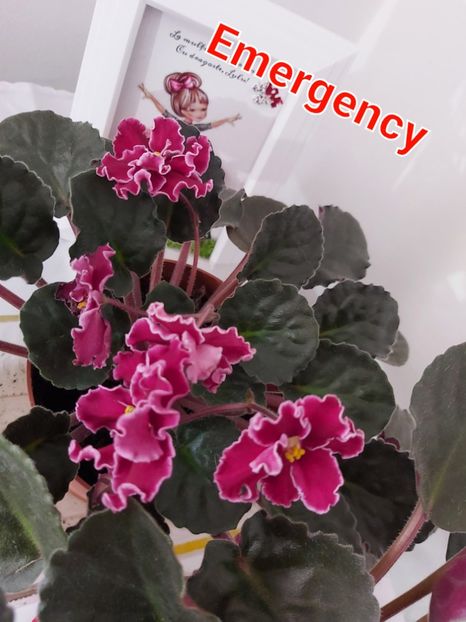 29.01.23 - Emergency