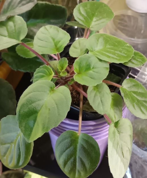 Am si numele pe undeva... :)) - Violete