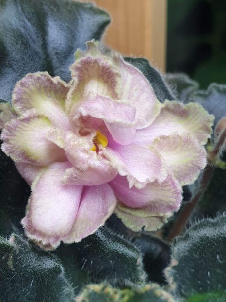 LE Kardamon - PORTRETE