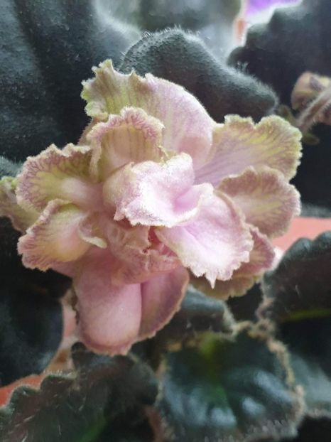 LE Kardamon - PORTRETE