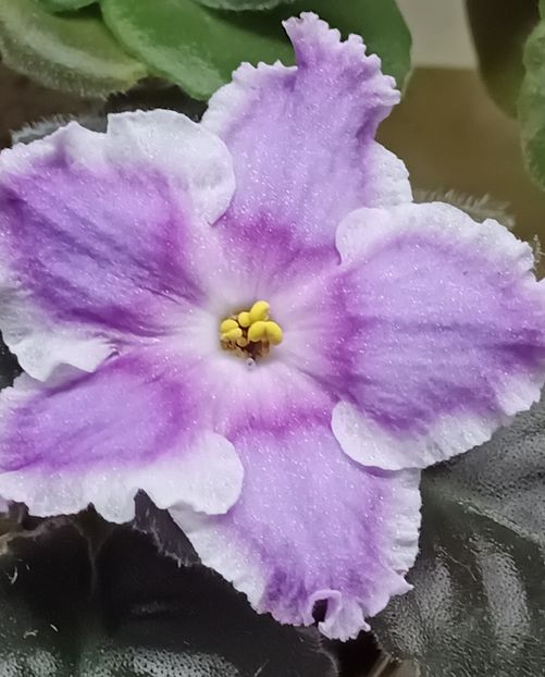 LE Saturn Rings - PORTRETE