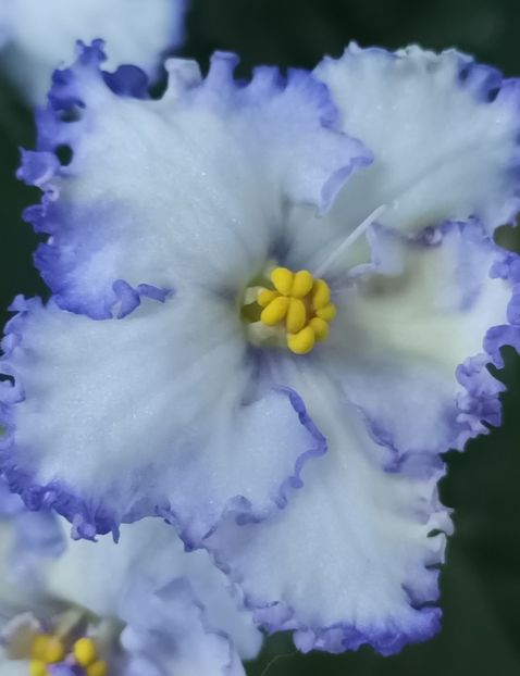 Mac s Ching Dynasty - PORTRETE