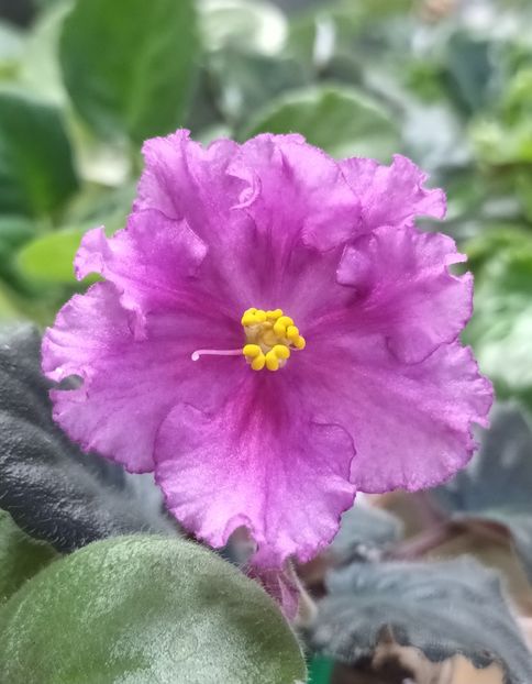 Violete din semințe - PORTRETE